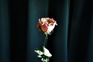 Lucid And The Flowers、1stミニアルバムリリース。収録曲から「La dolce vita」MV公開。